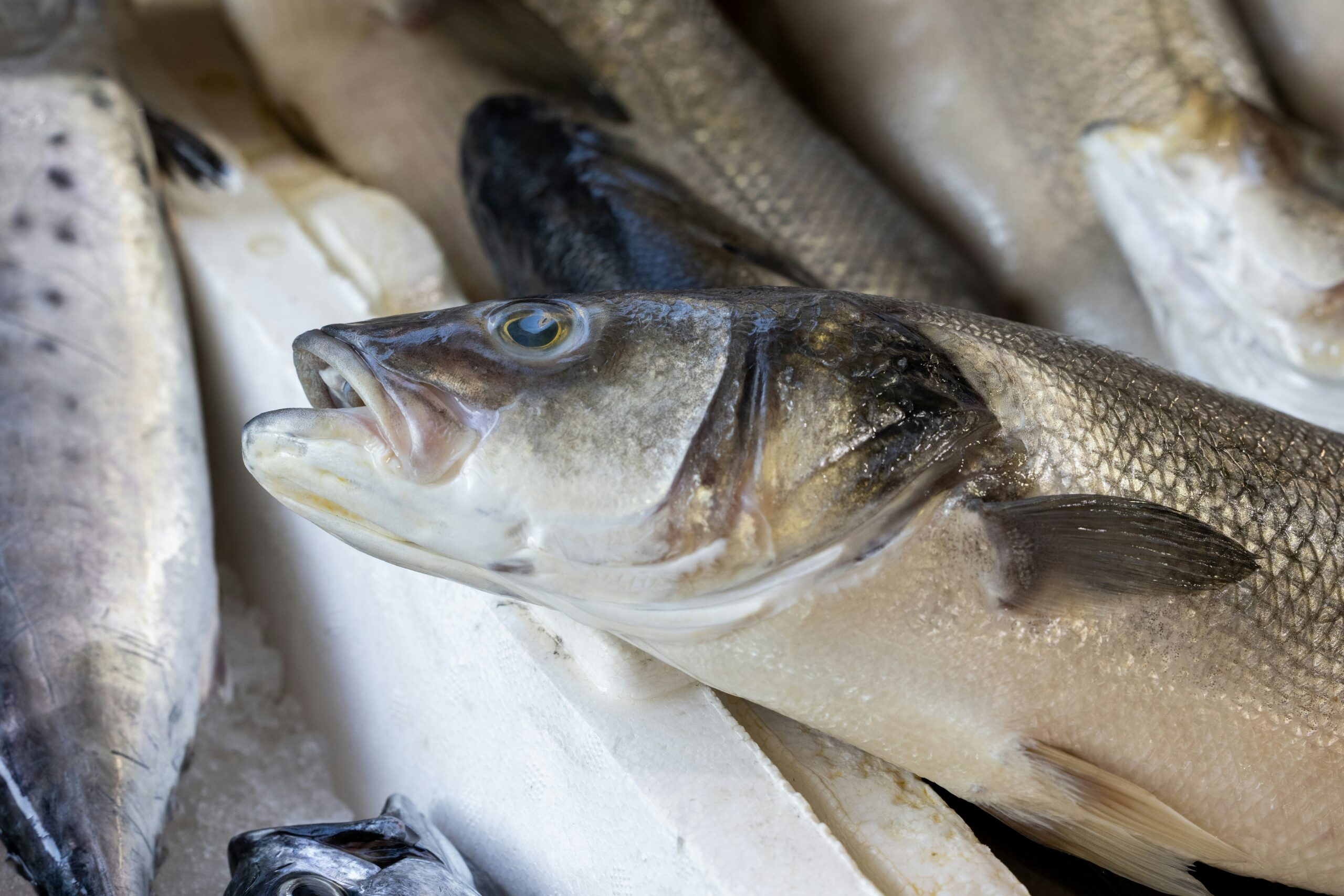 Ikan laut sebagai sumber marine collagen peptide berbioavailabilitas tinggi